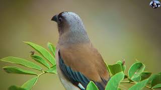 樹鵲-2021新編台灣野鳥集錦.特有亞種野鳥.(Wild Birds of Taiwan)