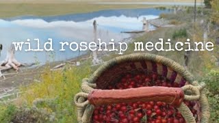 wild rosehip medicine + harvesting + drying + oxymel and elixir making + creating infused oils