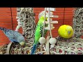 7 hours of relaxing budgie sounds