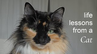 what I learned since adopting my cat 🖤