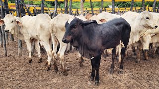 FEIRA DO GADO NO BOLA EM PANELAS-PE 16 02 2025 #nordeste