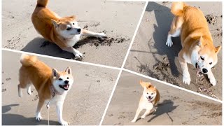 海が楽しすぎて・・・　Momo  excited running at the beach