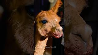 Oh my gosh, alpacas attack humans? Aren’t they gentle? I’ve never heard of this before.