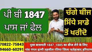 pb 1847 , pusa basmati 1847