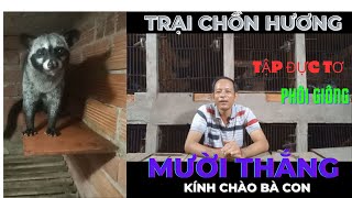 Cách tập cho đực tơ phối giống