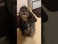 Tibetan Terrier Hoka talking trash #tibetant #dancingdogs  #trashtalk