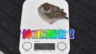 保護したスズメの体重測定！ ～Weighed Omame chan!～