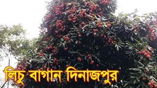 লিচু বাগান দিনাজপুর। Dinajpur Lichi । Agro Tips BD