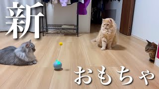 【ドキドキ】誕生日プレゼントのおもちゃで子猫たちは遊んでくれるかな？！