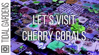 Tidal Gardens' visit to Cherry Corals!