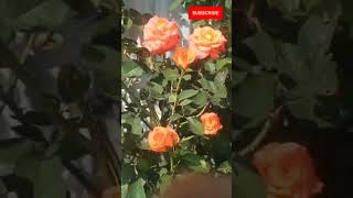 Orange color rose|amazing|எங்கள் தோட்டத்து அழகிய ஆரஞ்சு நிற ரோஜா|#shorts