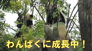 5/15シャオシャオ無謀すぎ！太すぎる枝を折ろうと齧りつく！giantpanda @tokyo 上野動物園