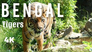 Largest Tiger in the World, Bengal Tiger,4K Animal Video (Nature Creation)
