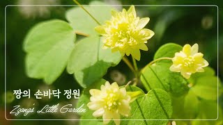 🌸'예쁘고 귀한 야생화로 꽃테크 성공했어요♡'짱의 손바닥정원 (feat.켄트마이조,설란,꿩의다리,삼색찔레,etc)🌿