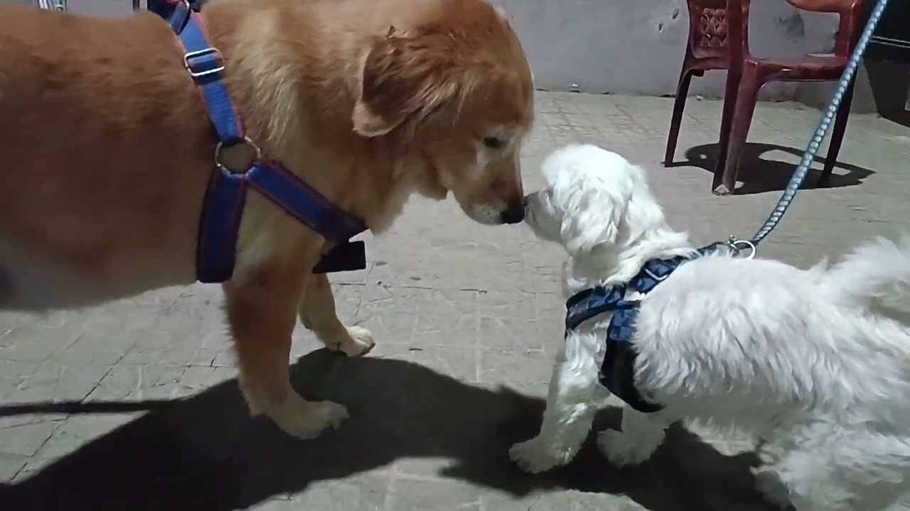 Dog Loves Youtube