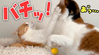 ウザ絡みしてくる妹を強烈な”猫ビンタ”で返り討ちにしてしまう猫