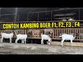 Perbedaan Kambing Boer F1, F2, F3, F4 | Pengertian dan Contoh Kambing