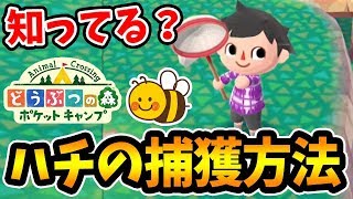 【ポケ森】世界最速でハチを捕獲することはできるのか？【どうぶつの森 ポケットキャンプ】