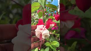 #flower #fuchsia #fuchsiamagazine #flower #plants #gardening #love #youtubeshort