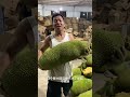 Jackfruit Video ~ Farm Fresh JACKFRUITS Eating and Cutting in my Village INDO #Shorts​ EP705