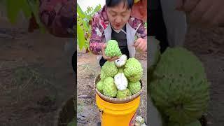 Is This the Creamiest Fruit on Earth?! 🍦🦖 Fresh Custard Apple Harvest!