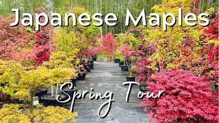 Japanese Maple Trees | Many Varieties | Spring | Tour