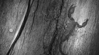 Djuma: Scorpion on cam tree - 20:11 - 01/02/20