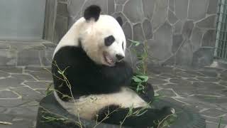 王子動物園　いっぱい食べて夕方頑張ります♪(2017/08/14)