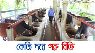 রংপুরে ৪৫০ টাকা কেজি দরে কোরবানির গরু বিক্রি | Kurbanir Gorur Haat 2023 | Eid-ul-Adha