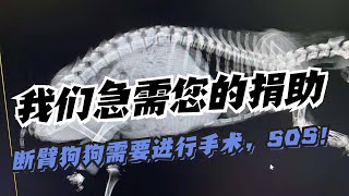 我們需要您的緊急援助：狗狗手術費用高達5000元，請您伸出援手