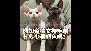 😏你知道德文捲毛貓🐱有多少種顏色嗎？