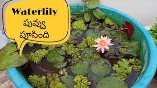 Water lily update, ఎంత అందంగా ఉందో #waterlily #waterGardening