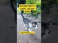 kucing lucu kecapean buang diri🤣🤣 viral shorts lucu kucinglucu kucingkampung