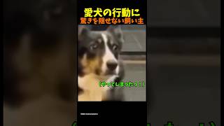 愛犬の行動が信じられない