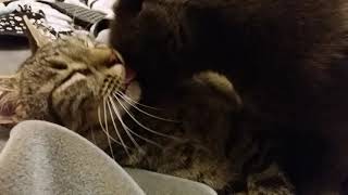 Mxtube.net :: Xxx cat porn gril Mp4 3GP Video & Mp3 Download ...