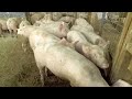 farm up with koudijs pig fattening