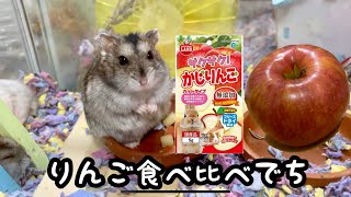 ハムスターにりんごの食べ比べをしてもらいました【ジャンガリアン】