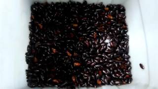 Harvesting Surinamensis Roaches (Pycnoscelus surinamensis)