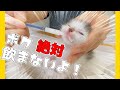 子猫がミルクを断固拒否「人からのホドコシは受けねぇ～」【保護猫生活2日目】