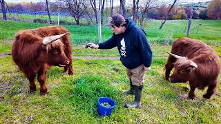 The Truth About Owning Highland Cattle