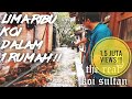 LIMA RIBUAN KOI DALAM RUMAH CHEF RUDY