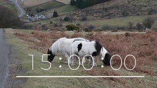 15 minute COUNTDOWN timer - HORSES - Animals
