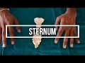 Sternum