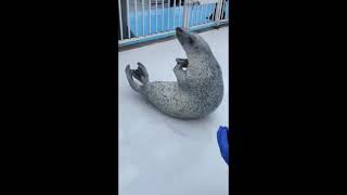 Agu the seal praying to the seal gods-with ameno music