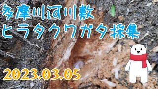 【昆虫採集】多摩川河川敷 材割り採集 2023.03.05 ［ヒラタクワガタ、コクワガタ、ノコギリクワガタ、幼虫］