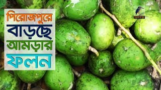 আমড়া চাষে সাফল্য