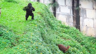 小金剛Ringo有時會對山羌拍胸Ringo sometimes did chest beating to muntjac(deer)#金剛猩猩 #gorilla