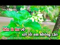 karaoke tiền thắng tình thua tone nữ nhạc sống hoài phong organ