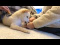 【豆柴あられ】二度目のお風呂でついにガチギレ　shibainu