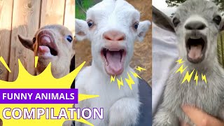 Cute Baby Goats Compilation 😍🐐 [Funny Animals Video]